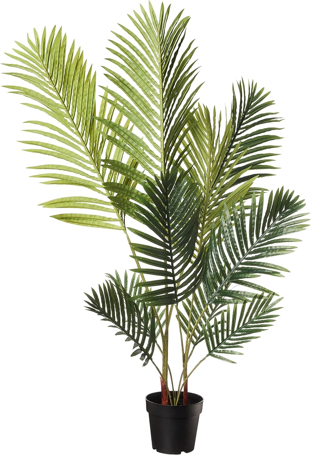 خورمای ئەفریقی